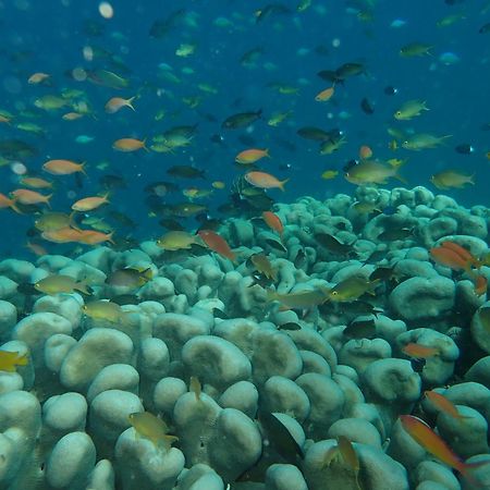 The High Dive Gili Gede By Ultimate Resorts Exterior foto